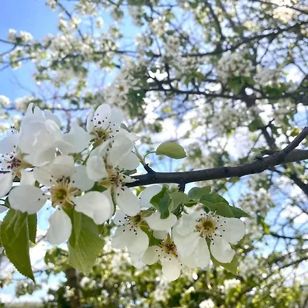 Appartamento Santo *